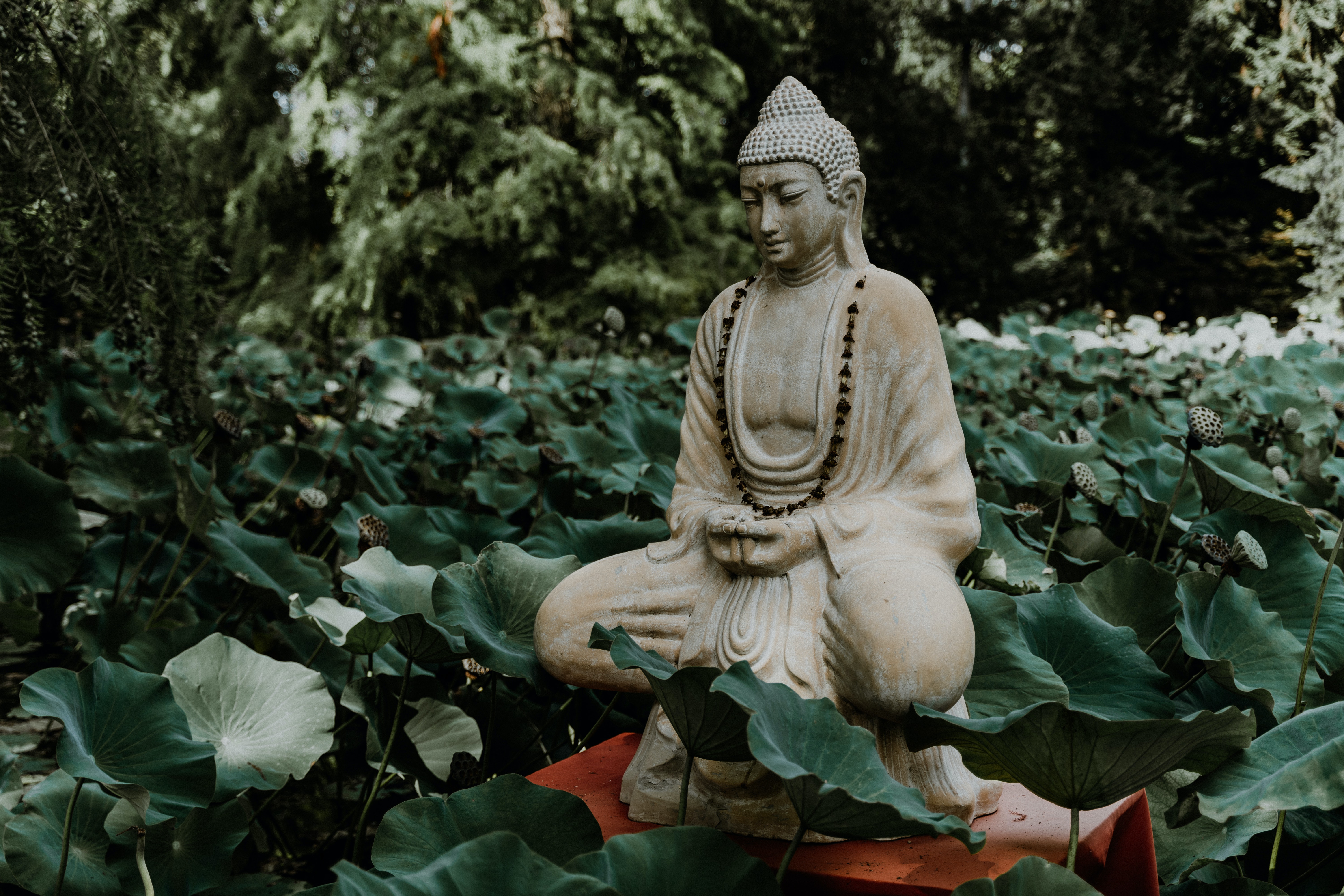 yoga buddha