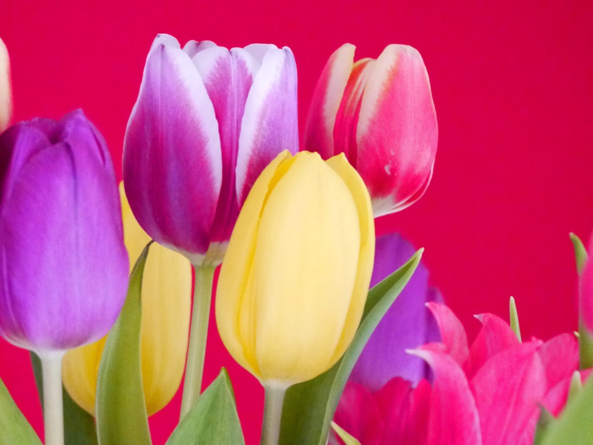 Un jour, une fleur : la&nbsp;Tulipe
