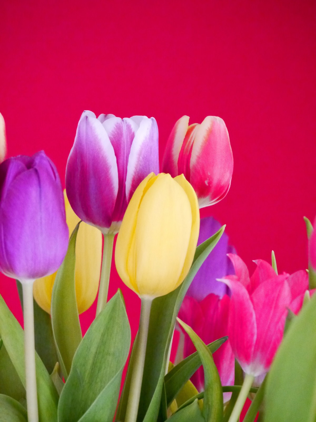 Un jour, une fleur : la&nbsp;Tulipe
