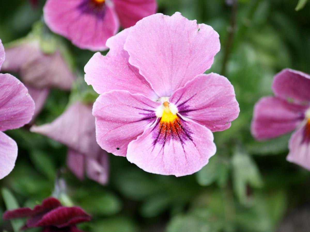 Nature peinture : la Pensée, ou Viola&nbsp;Tricolor