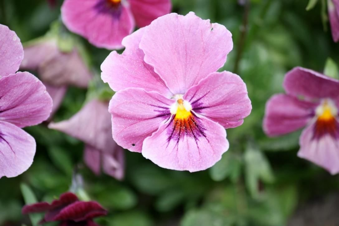 un-jour-une-fleur-la-pensee