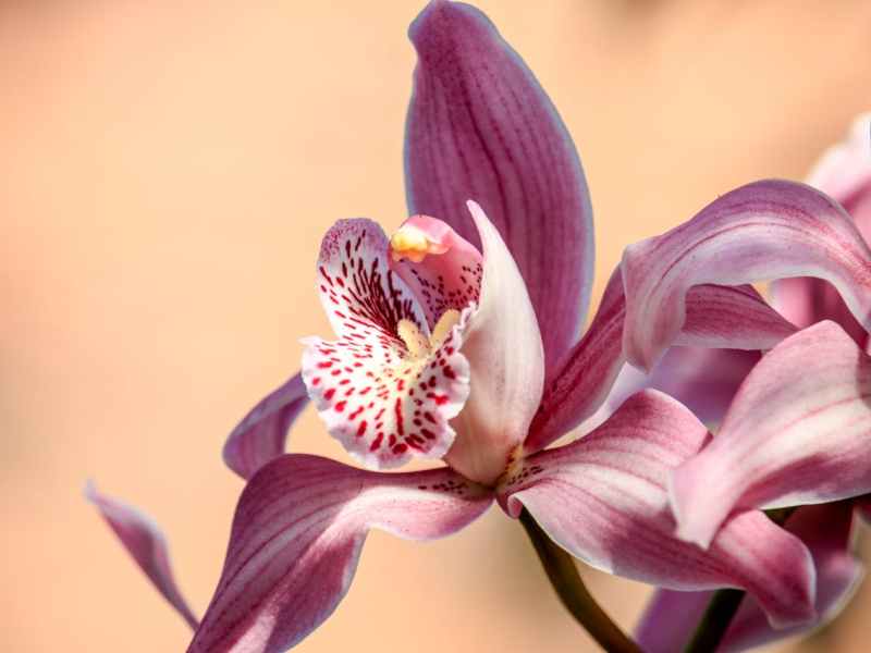 Un jour, une fleur : l’orchidée 
