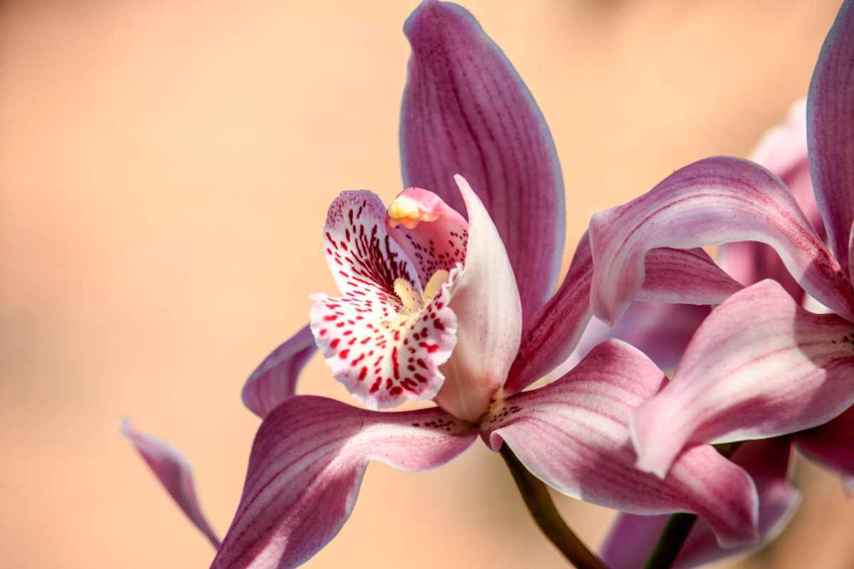Un jour, une fleur : l’orchidée 